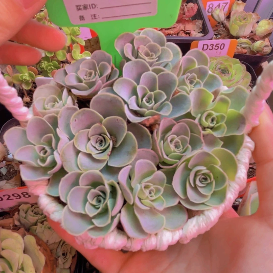 252 12颗带蓝子发货