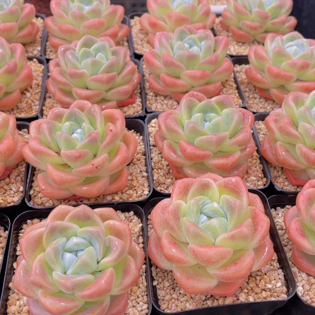 量拍2号 肥胖樱花钻石冰玉大单头一个