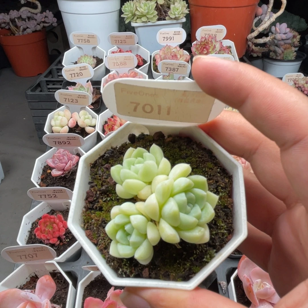 7014白月光4.5厘米