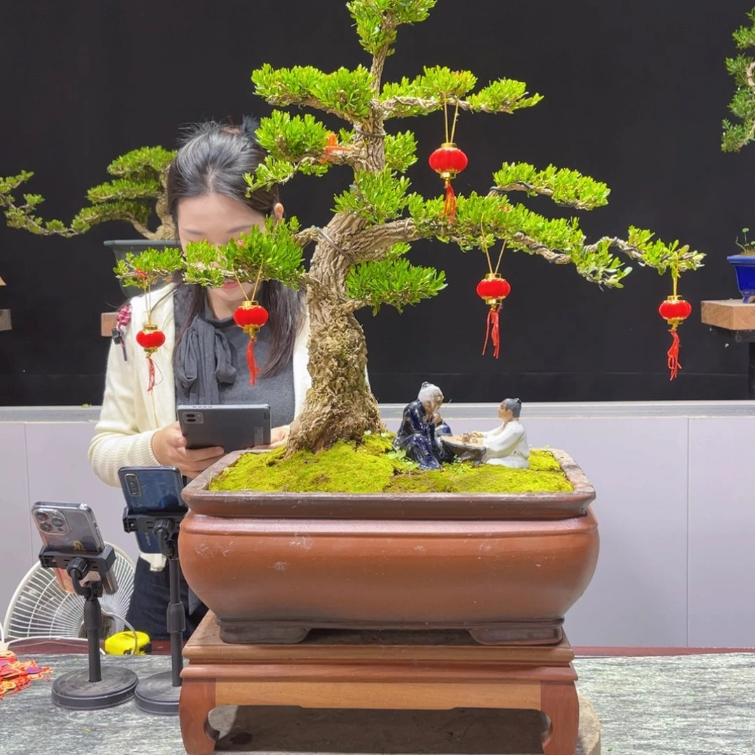 四季常青老桩黄杨盆景