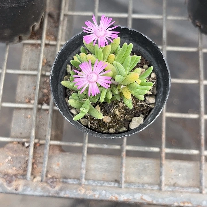 我也不知道我为什么要这样