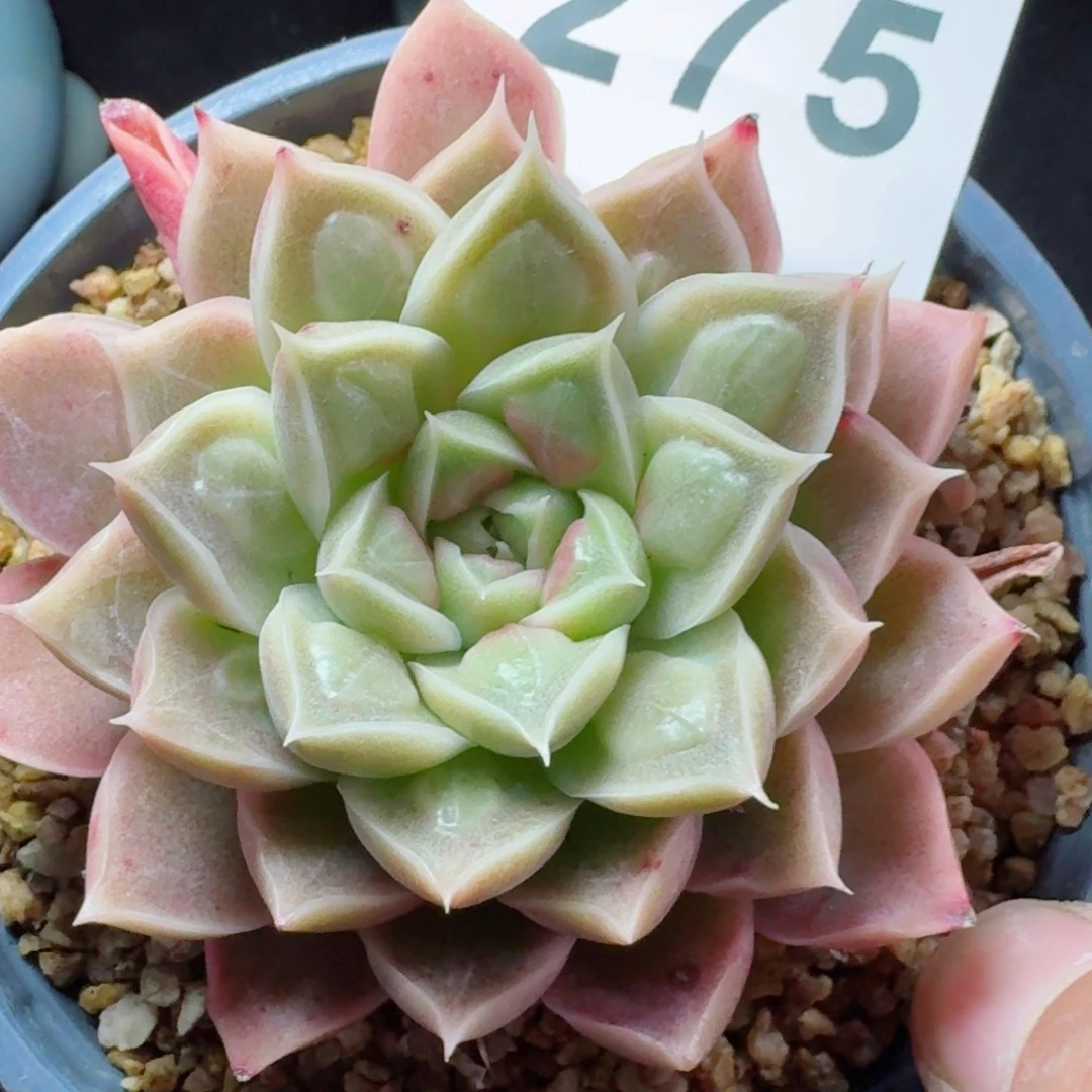 财路优选      愿你一路坦途，乘风破浪展宏图