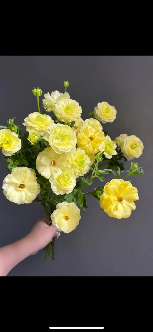 [黄色蝴蝶洋牡丹]草花一单不发货！！