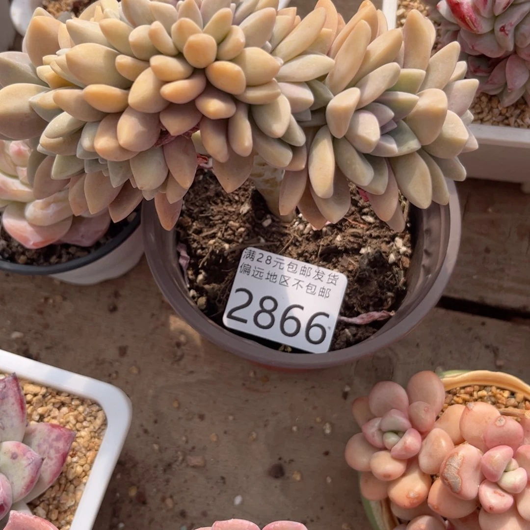 大2866，v xv cv v b n