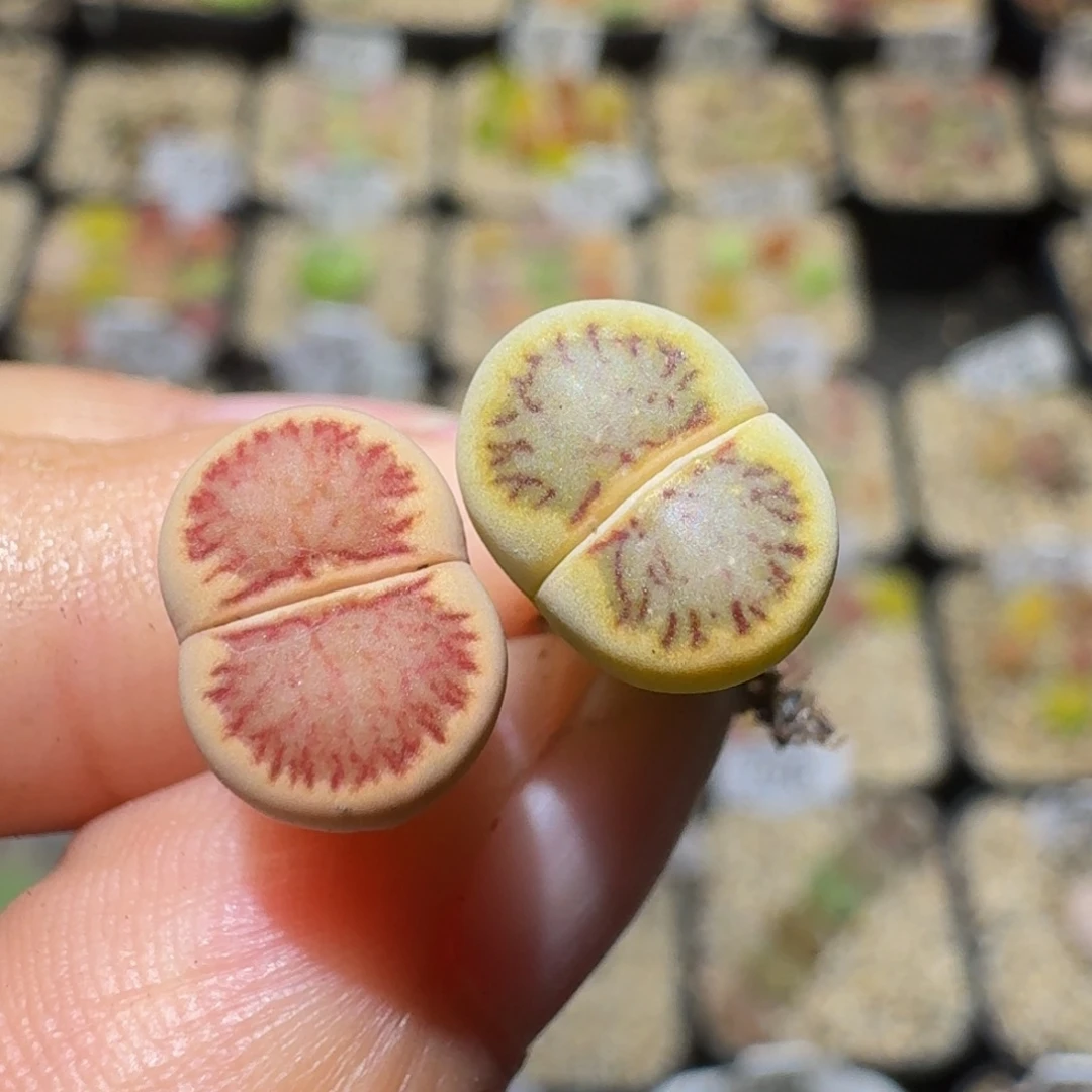 菲***崽Sssss精品生石花952