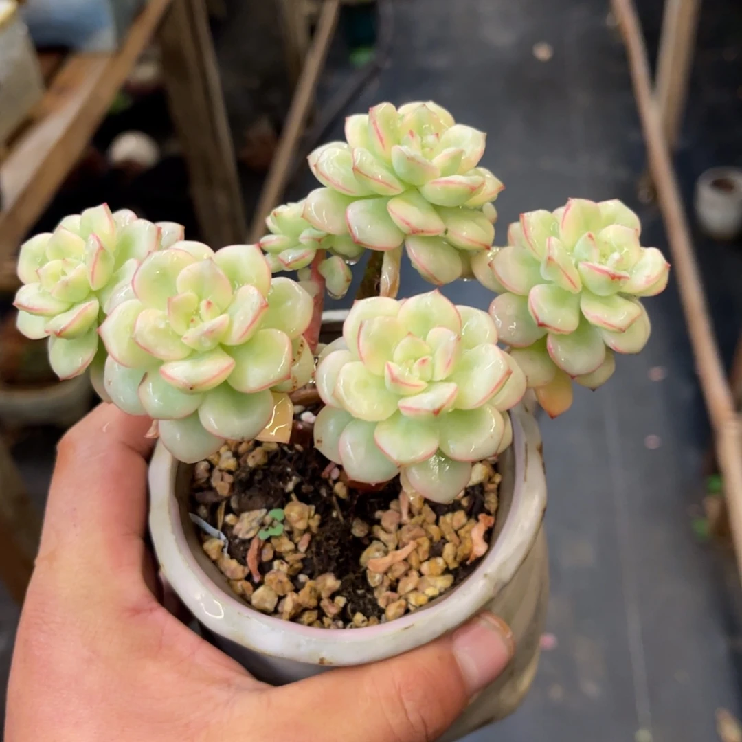 88686868686868638685656