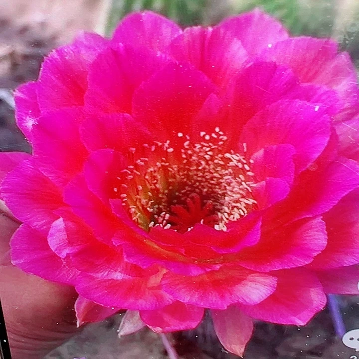 毛花柱 3-278 有根 18-20厘米