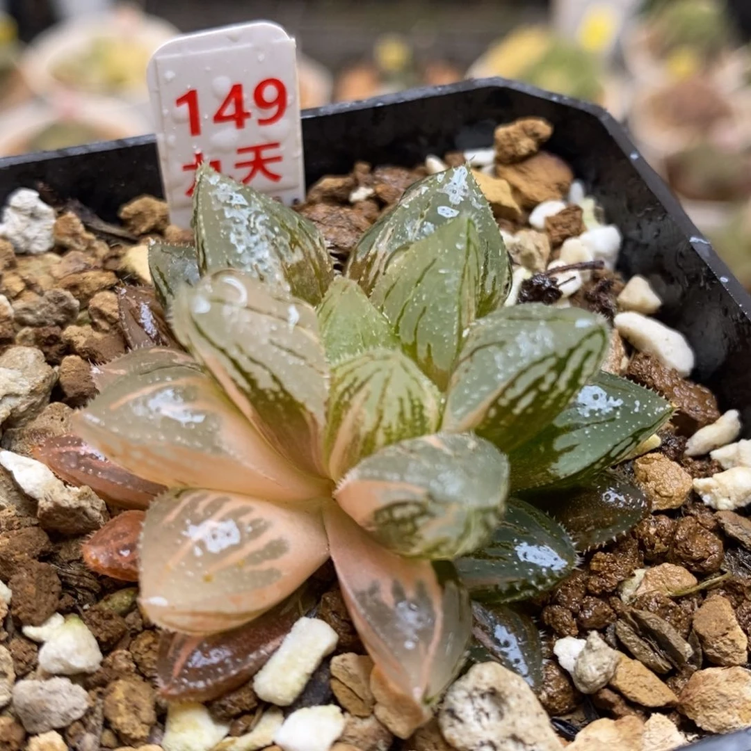 149号冰砂糖锦带盆