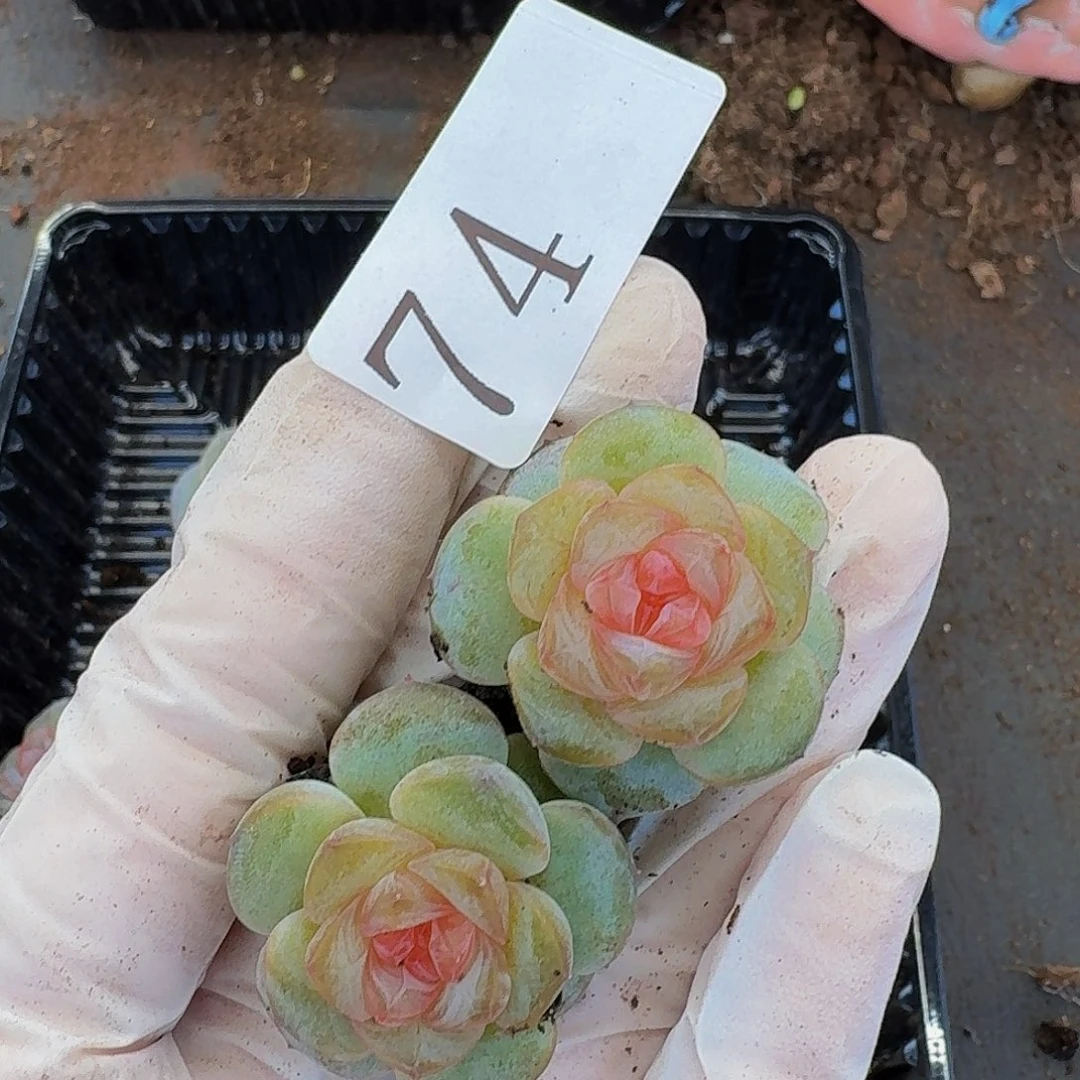 多肉植物多肉植物74