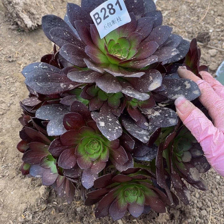 281赤炎链量多肉法师不包断枝