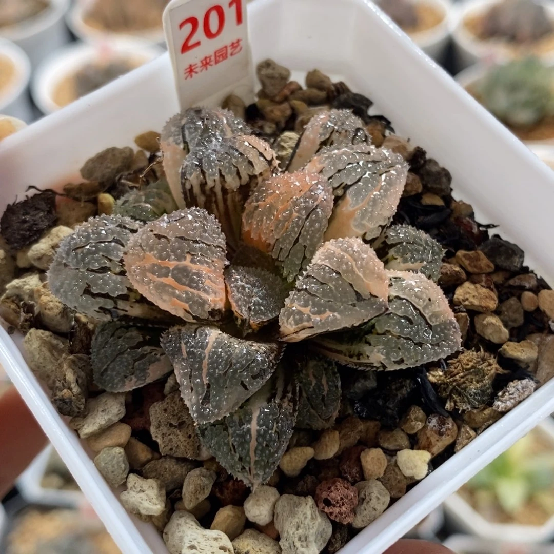 201具味城寿锦一物一图