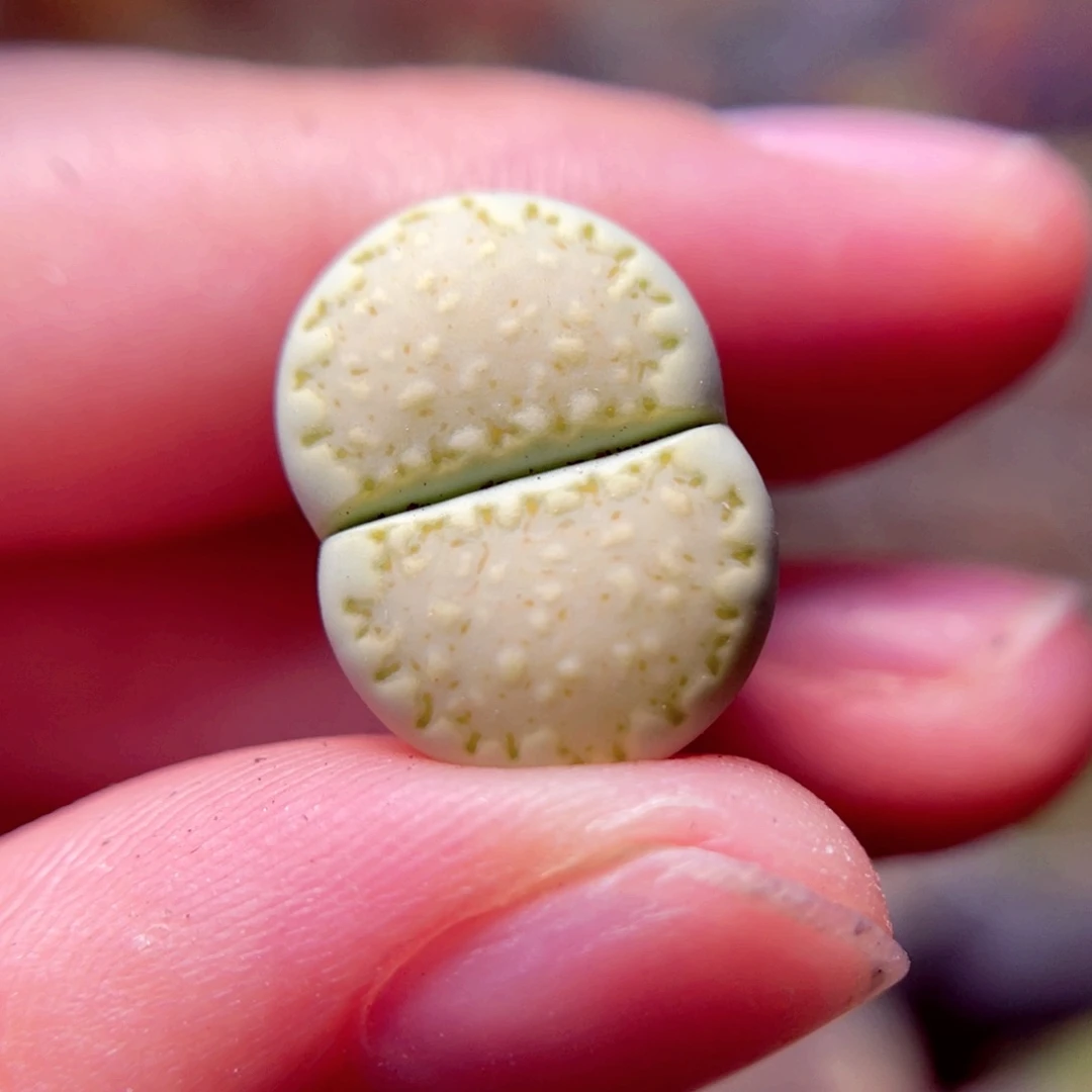 22号带盆包邮发货