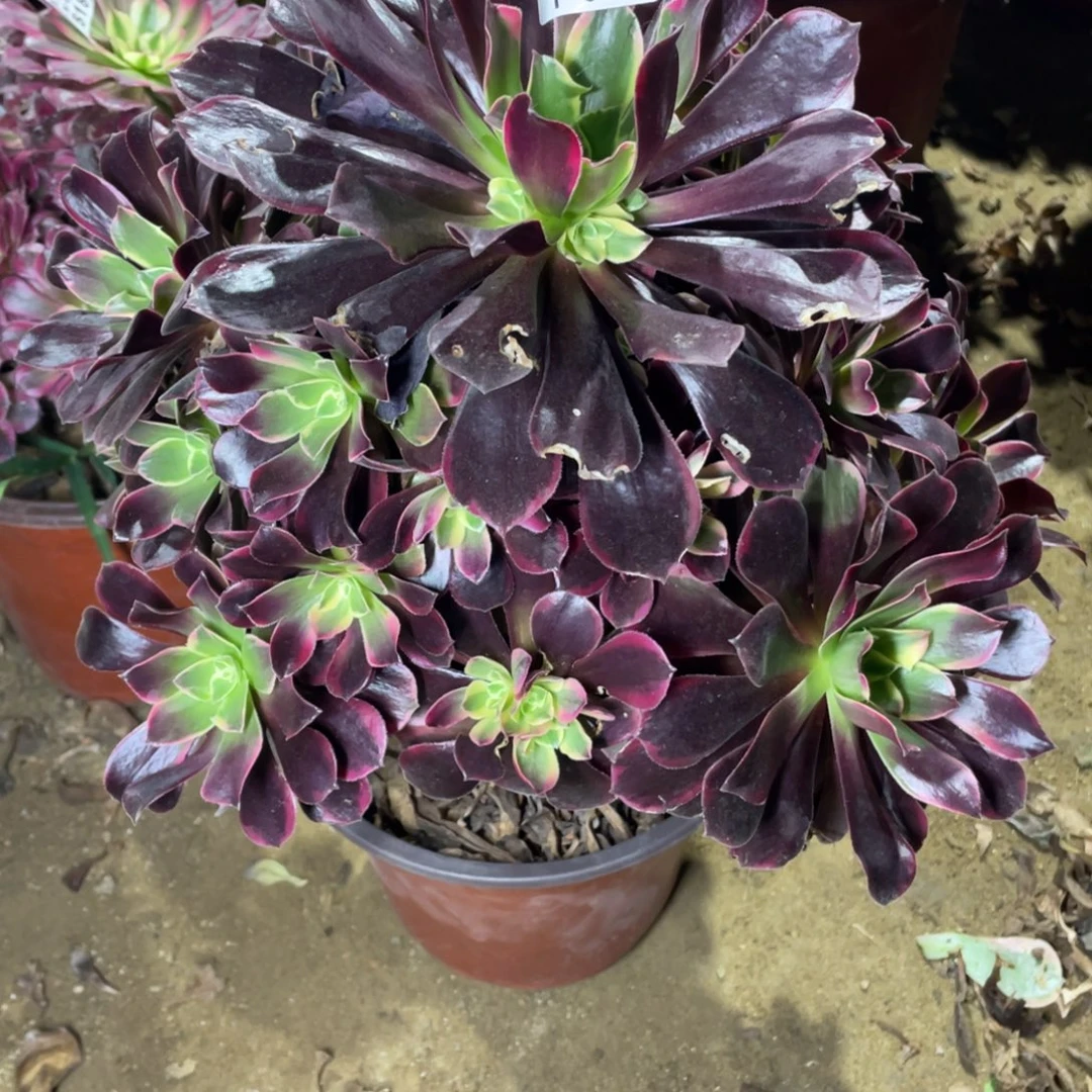 527金丝多肉法师断枝不包