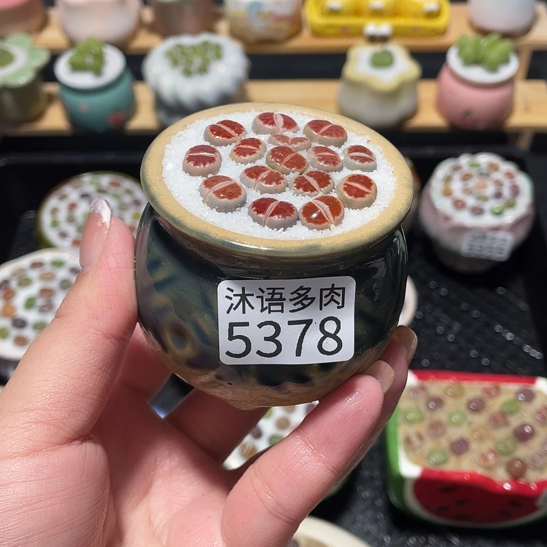 带盆土植物 一物一拍