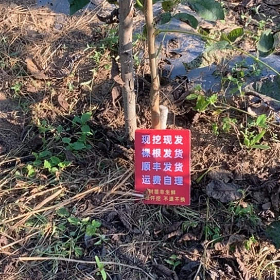 余***理吊坠文玩核桃蛤蟆