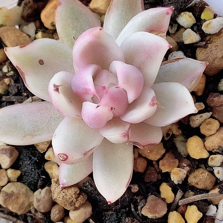 黑玫瑰锦一物一拍，