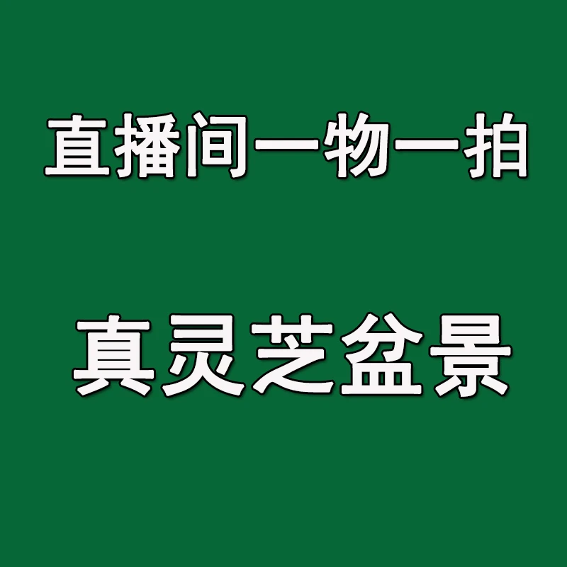 【直播间一物一拍】真灵芝盆景高端灵芝盆景摆件公司开业乔迁新居