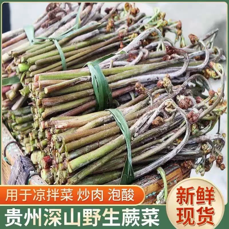 贵州特产野生新鲜蕨菜龙爪菜猫爪菜新鲜蔬菜农产品甜蕨山蕨菜甜蕨