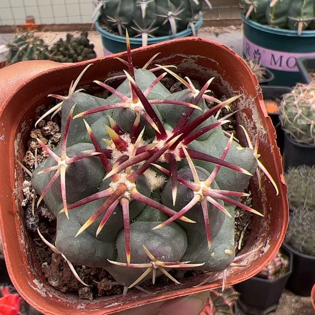 【闪购商品】实生仙人球