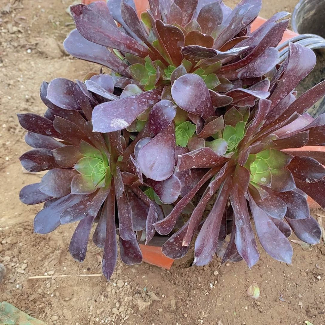 1015 号一物一拍多肉植物