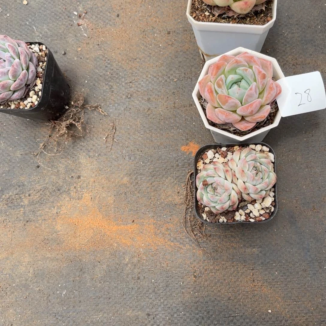 雨*0028组合四块多肉