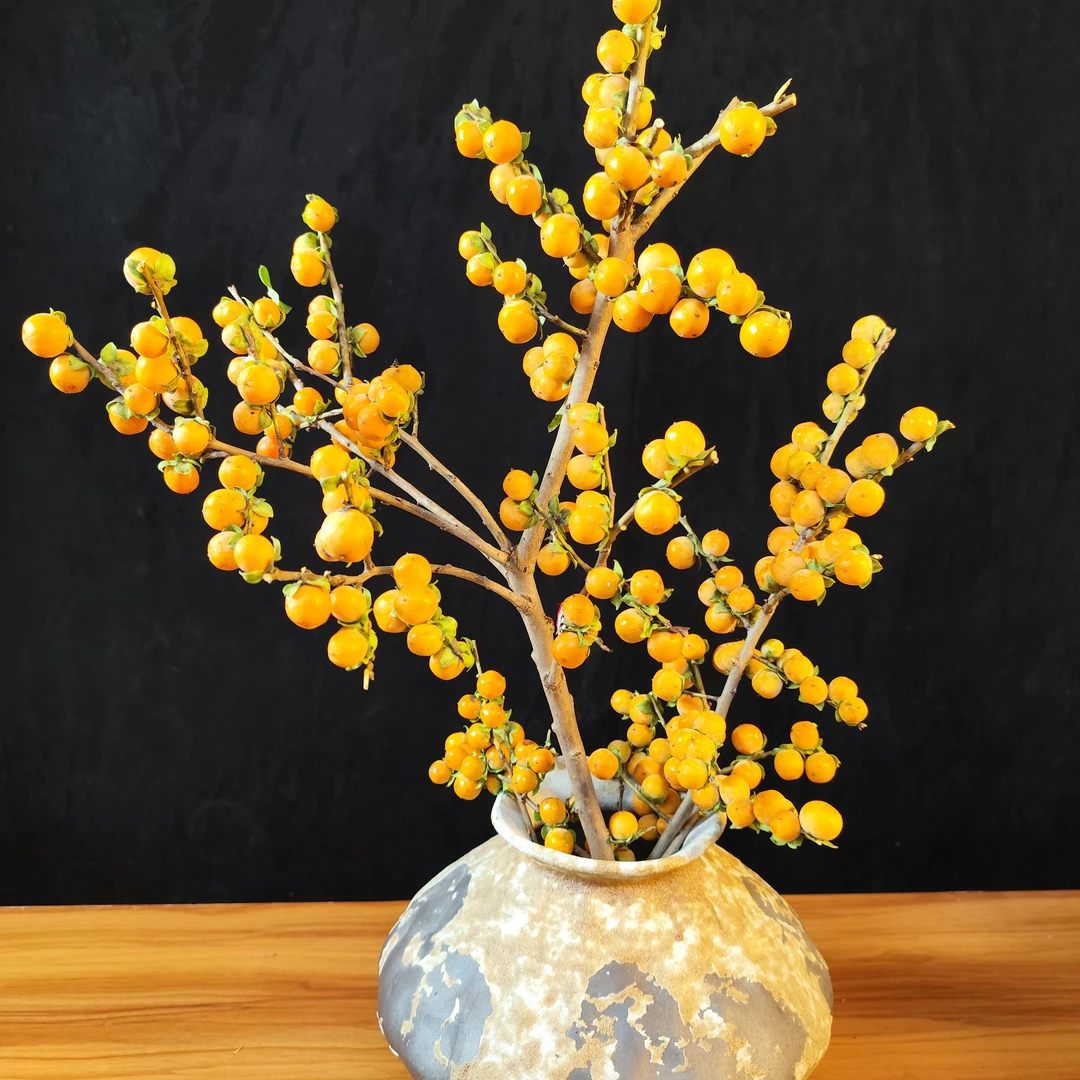 云南基地直发迷你小柿子水培鲜花室内插花佳品柿柿黄金果如意家用