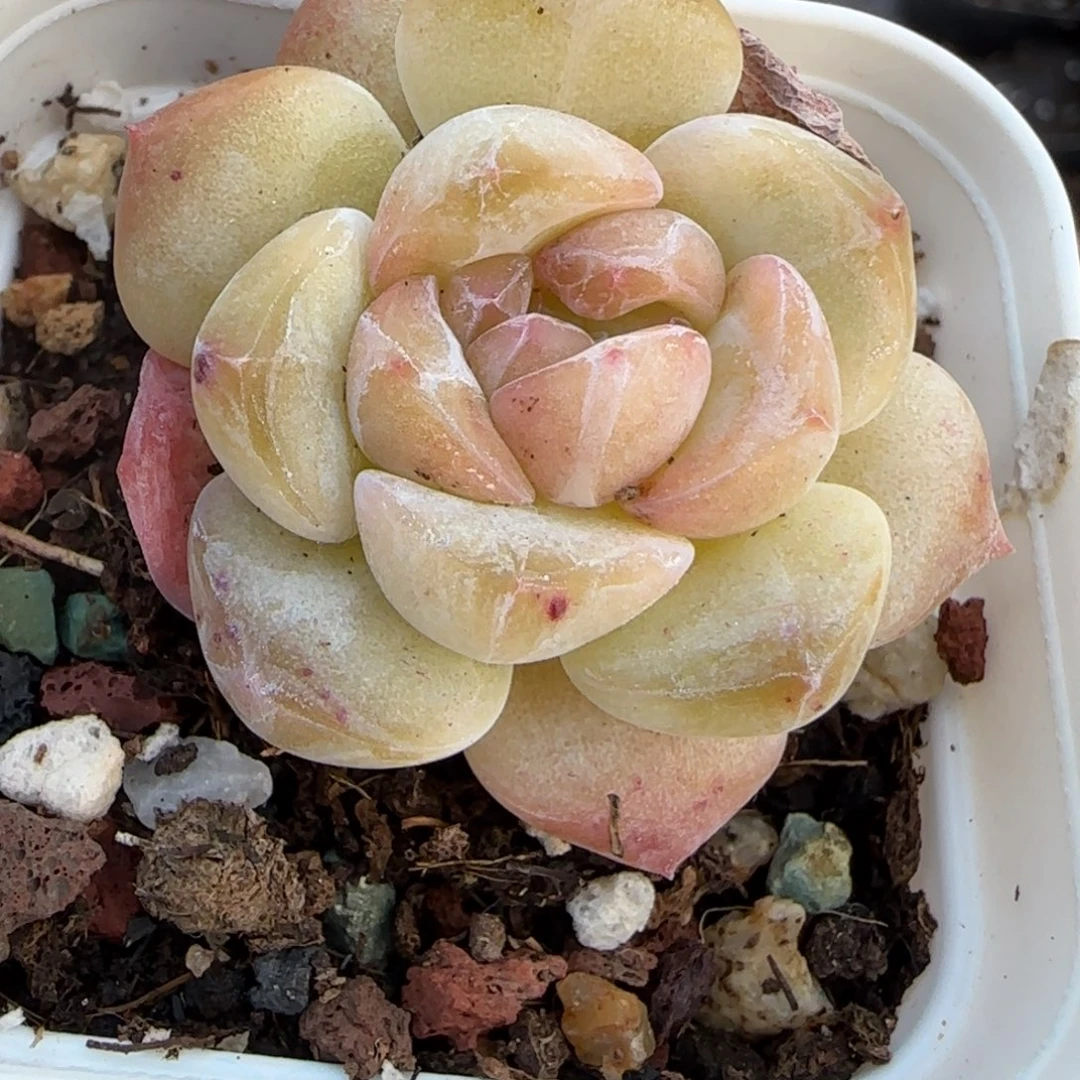 多肉小卡拉米糖心一物一拍