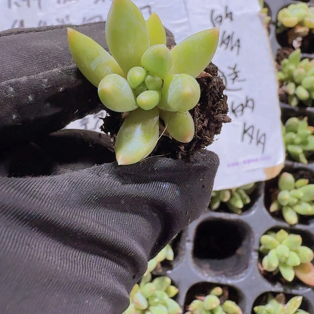 精品炫彩星两颗一组