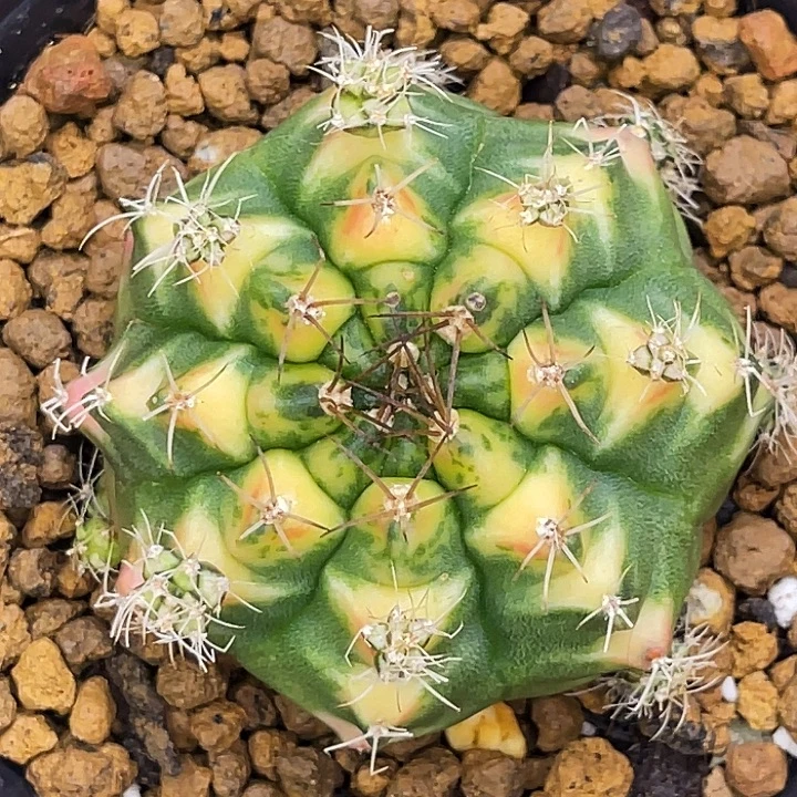 大橘猫 一物一拍。