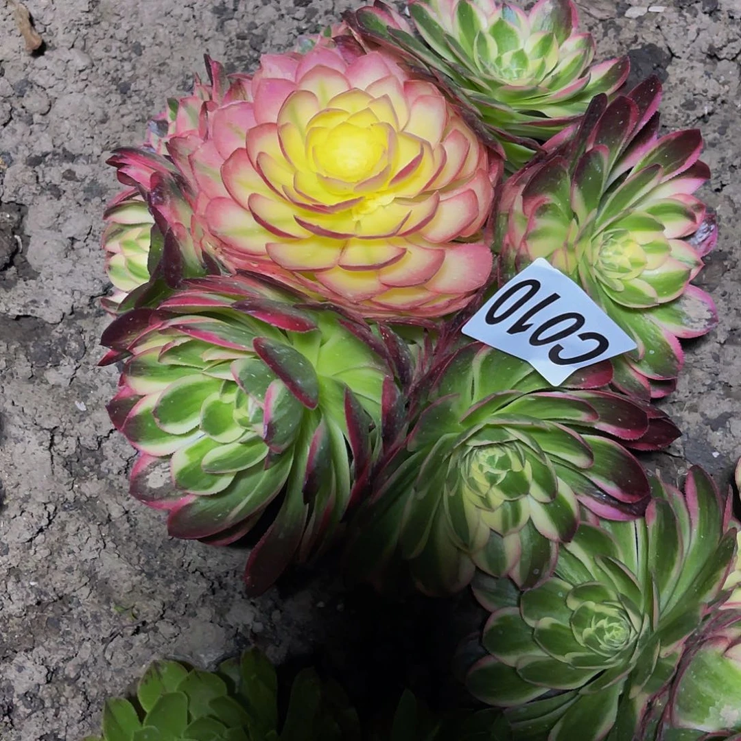 粉体海王26//17包邮法师