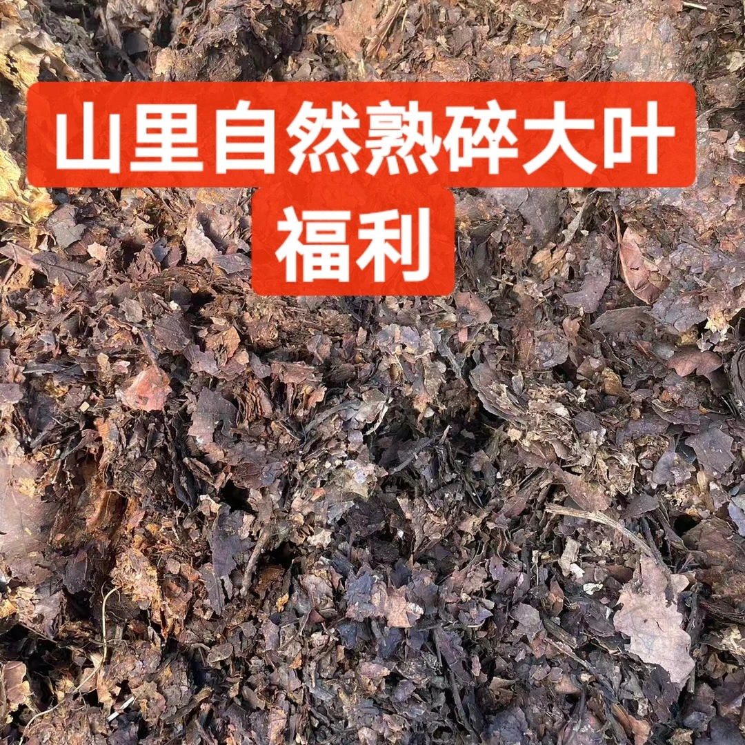 安雅山里自然熟碎大叶君子兰营养土