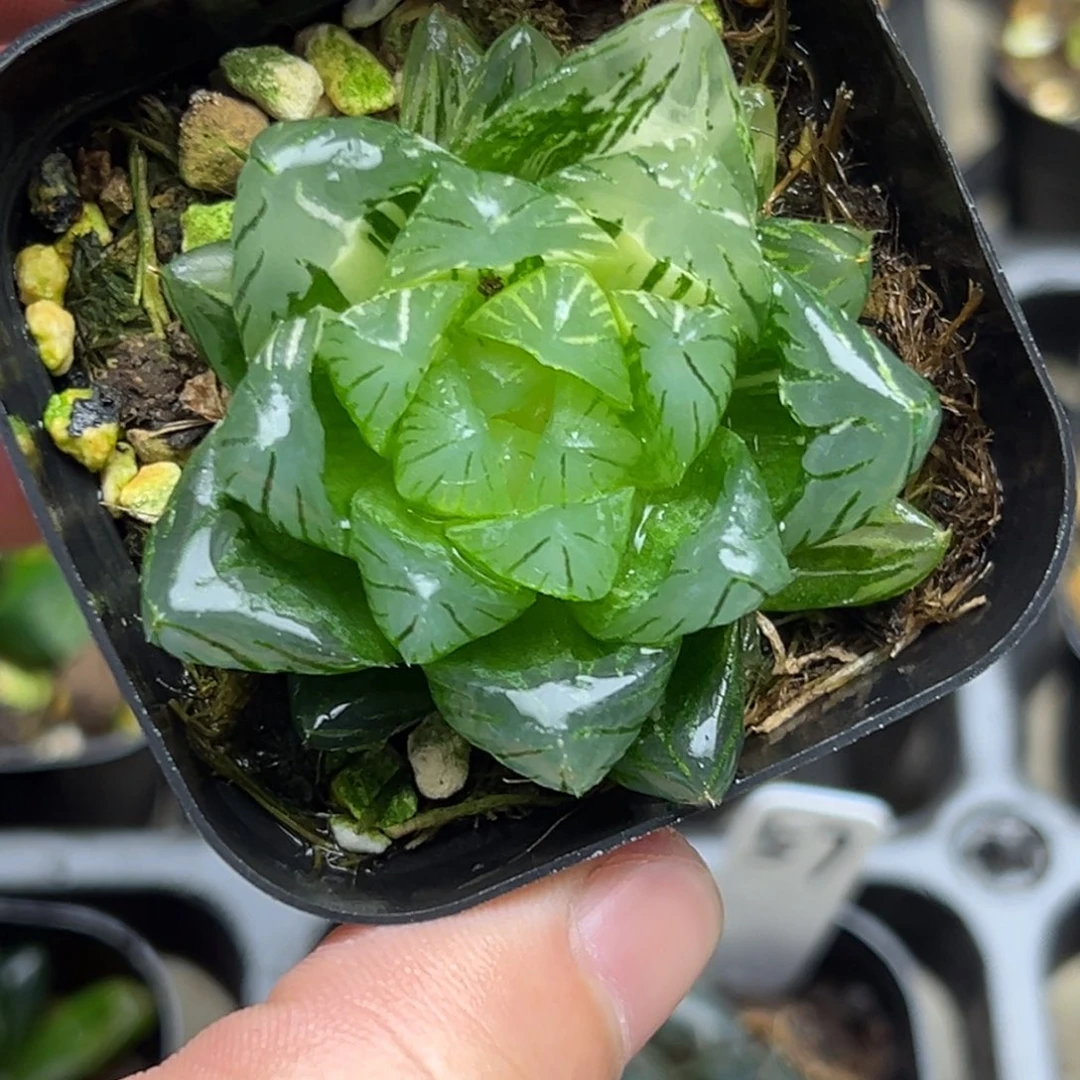 60龙鳞玉露锦一物一拍