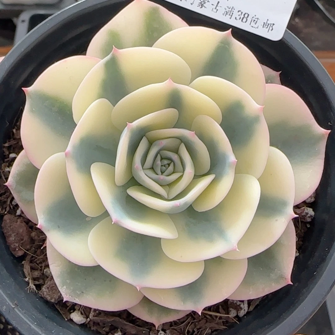 0618-109玉蝶锦玉蝶锦