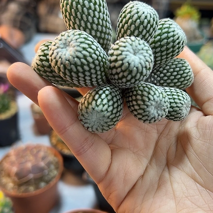 25号根芽精巧殿群8.7公分