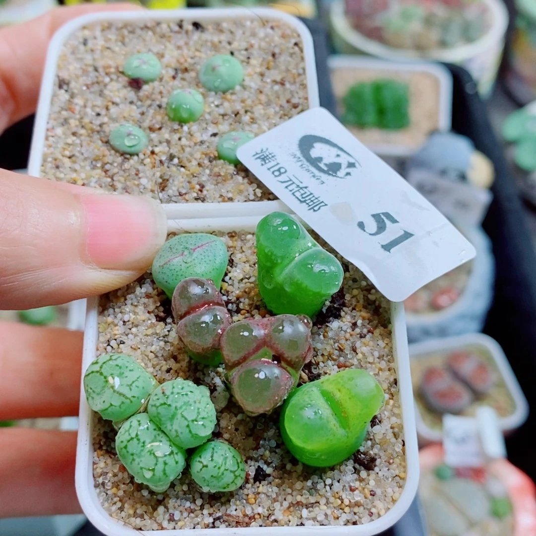 小***鱼生石花花花花花花花51