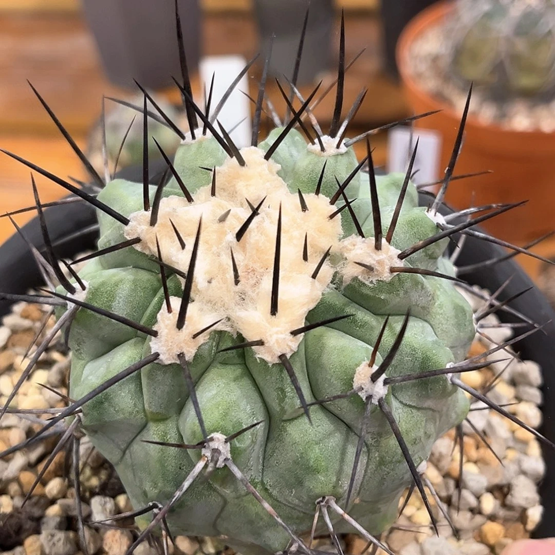 潮流植物 黑王丸 欧系