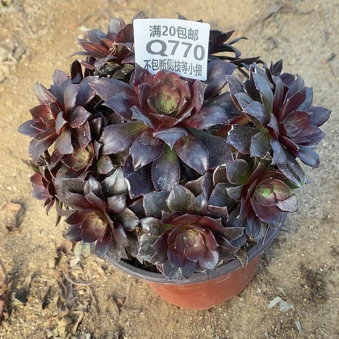 770万灰花脸多肉法师锦