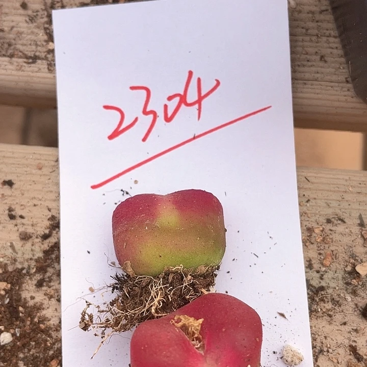 吴*蝎2304。     两颗。