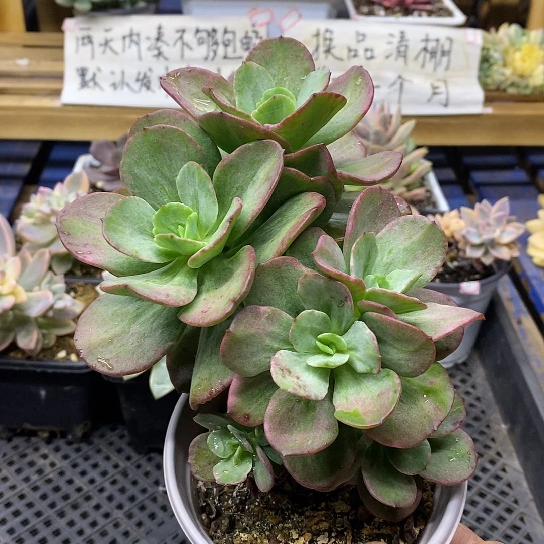 2806 红梅糊斑锦自然群