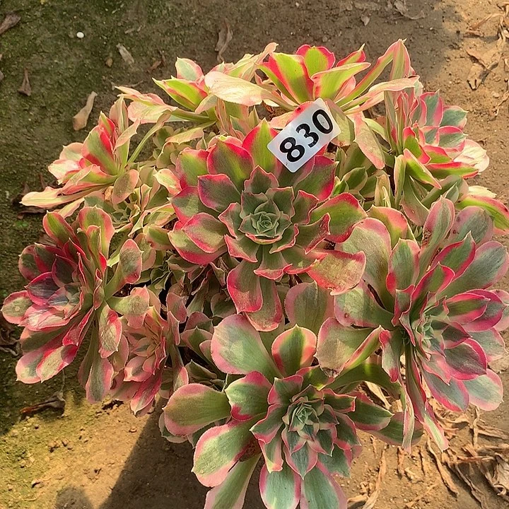 多肉植物叶罗刹830