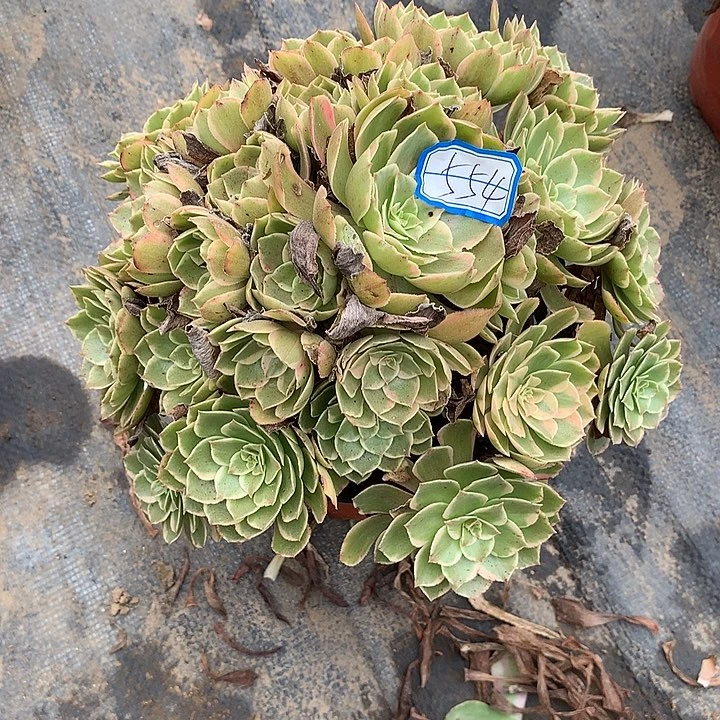 多肉植物粉花妖554