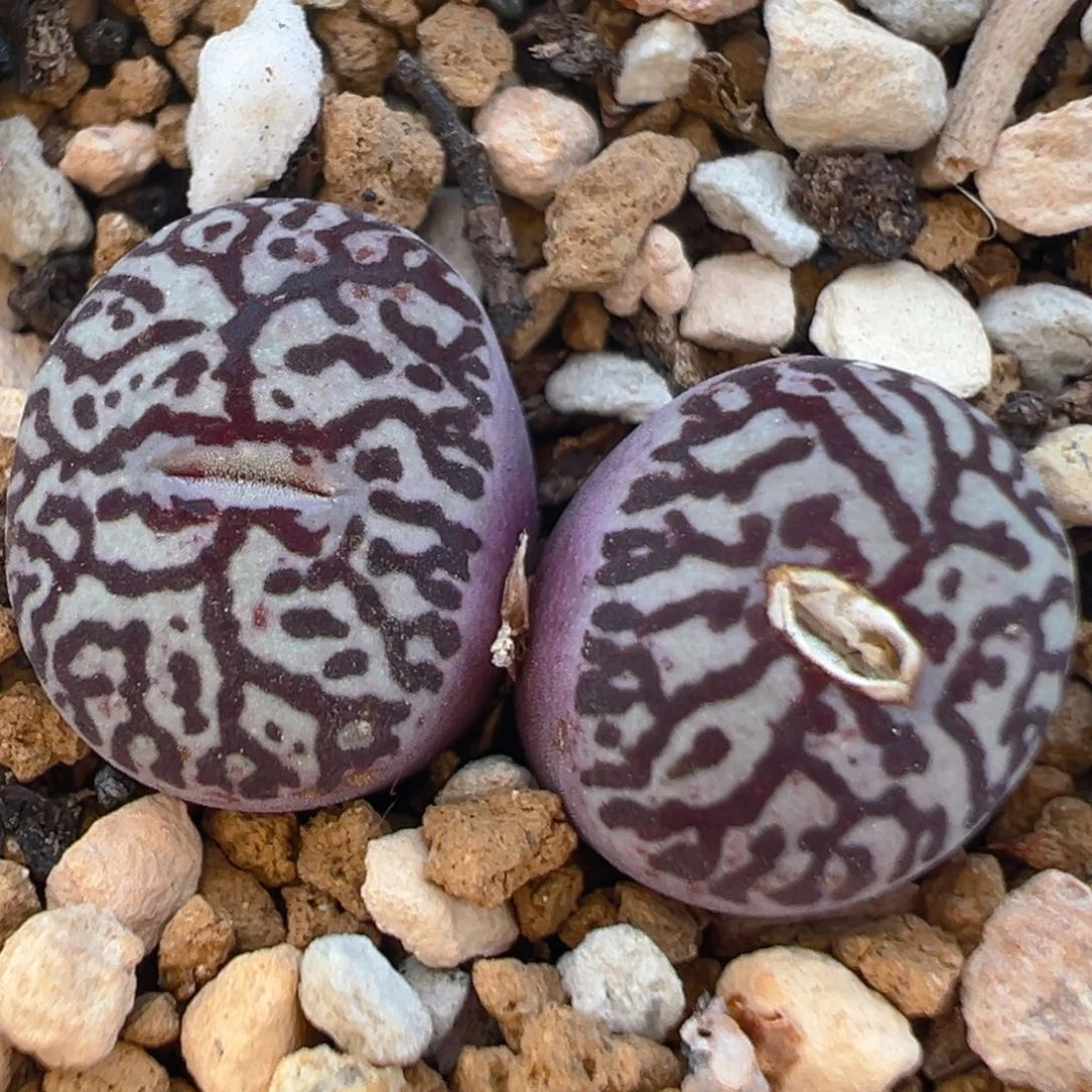 147多肉植物百科知识