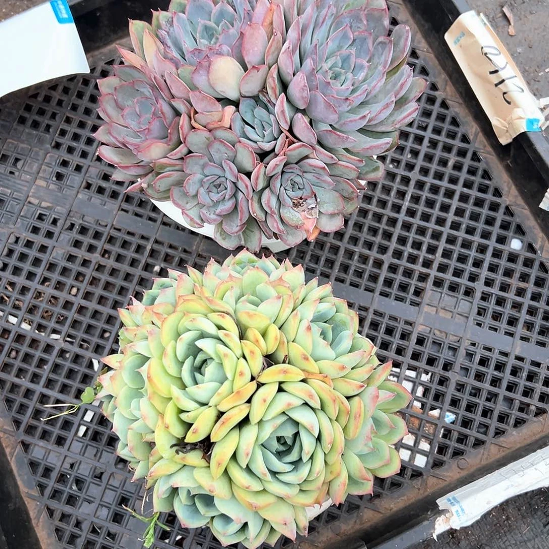 花***子多肉植物一物一拍