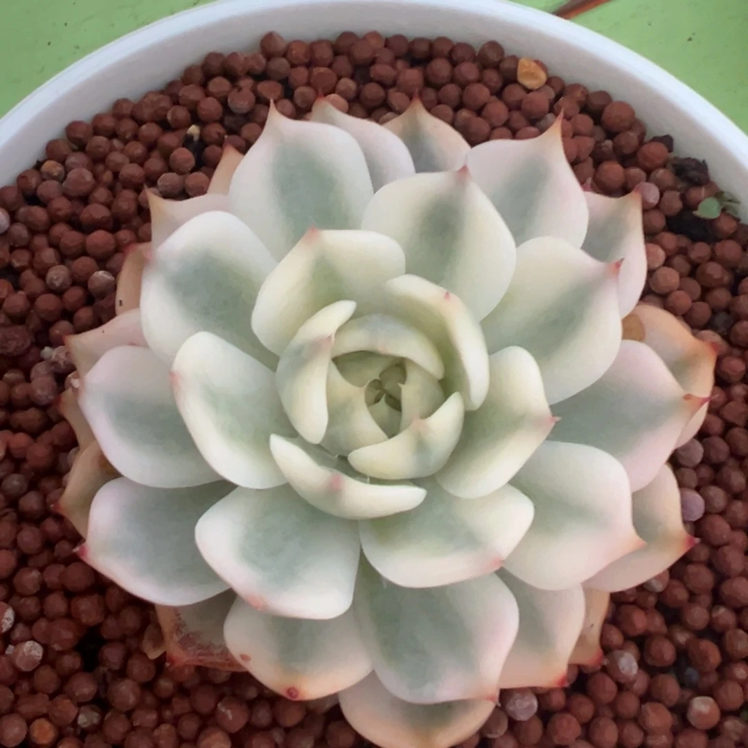 吉娃娃锦，宽覆轮锦底层叶子有伤