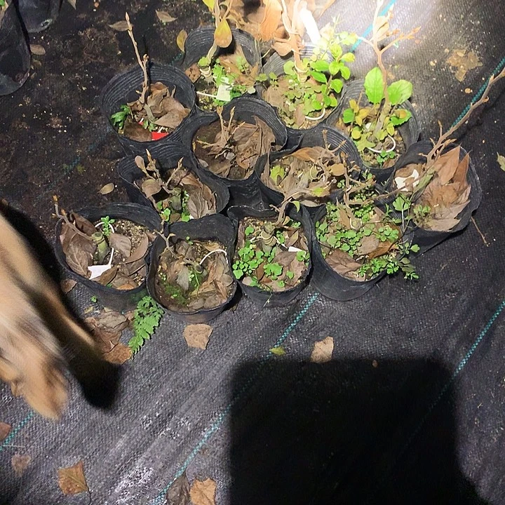 无花朵紫明月嫁接苗28.8