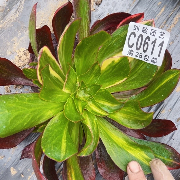 0611冰7彩多肉植物法师