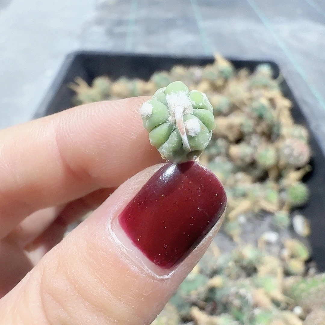 都***行84实生平丸一颗哈哈