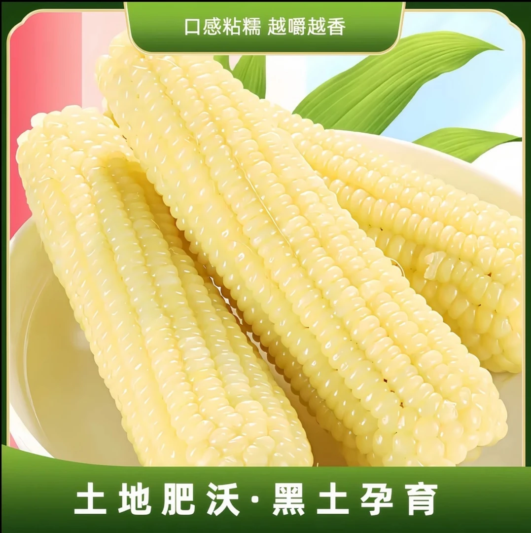 【白糯10根大果5斤】东北白糯玉米软粘香甜一大箱（试吃2根）