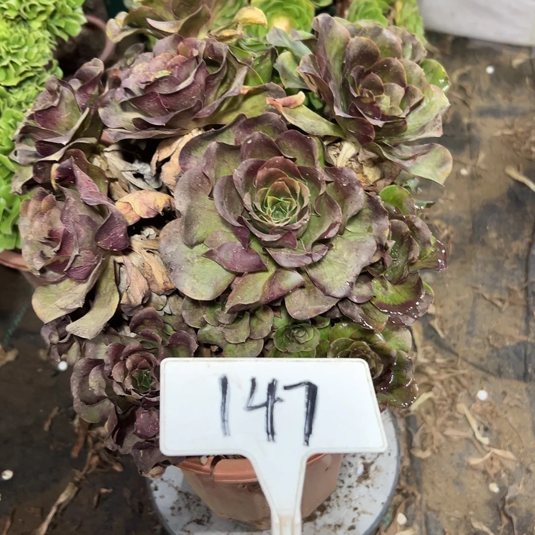 多肉植物梅金法师147