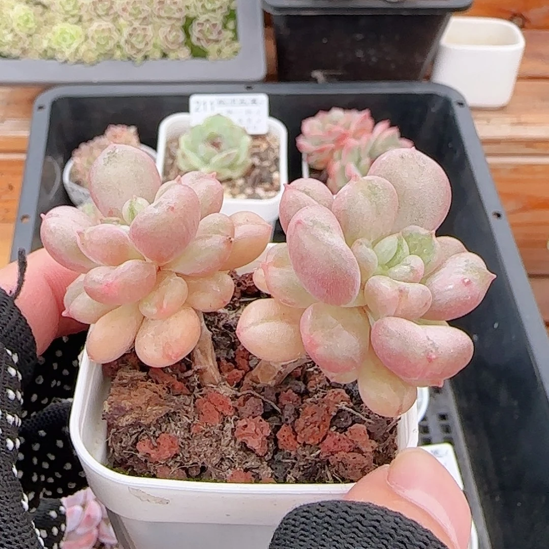 暴***花多肉0831-222比尔盖茨